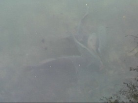 Karpfenangeln - Carp unter Wasser